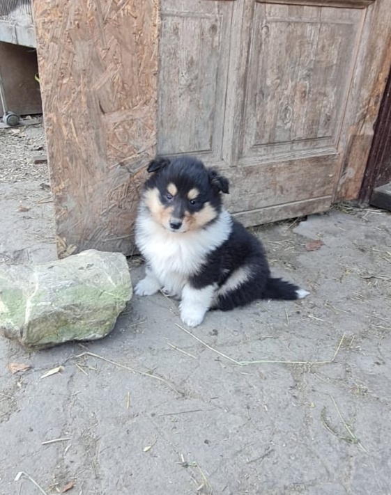 Kolie dlouhosrstá - 8