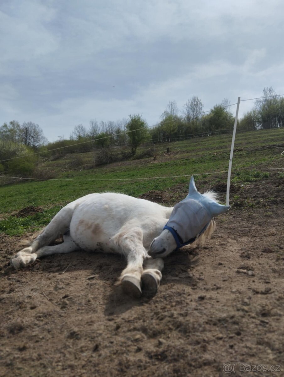 Prodám ponyho do sportu či k aktivnímu hobby - 8