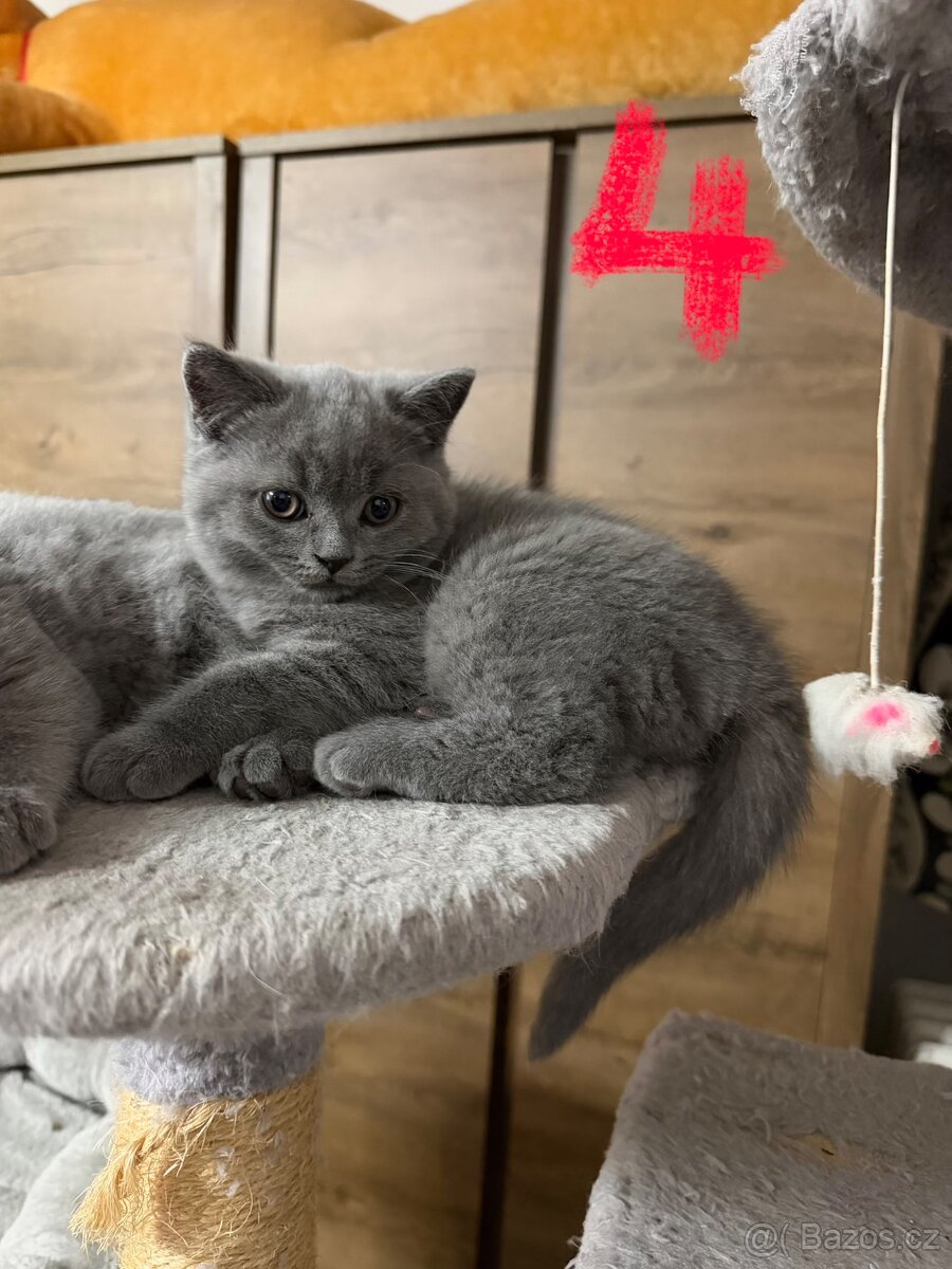 Britská koťata - 8