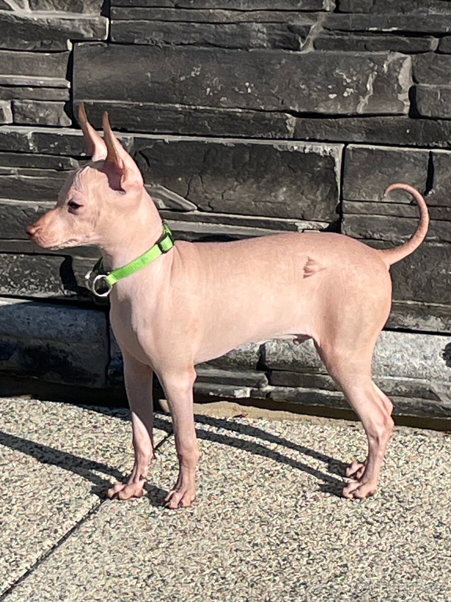 Peruánsky naháč malý - Anthoni - 8