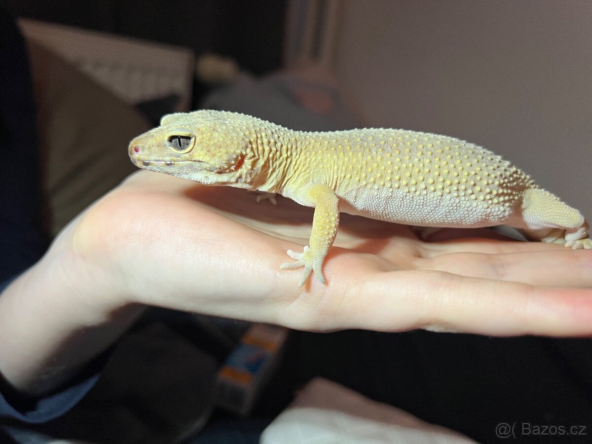 Prodám Gekončík Noční - 8