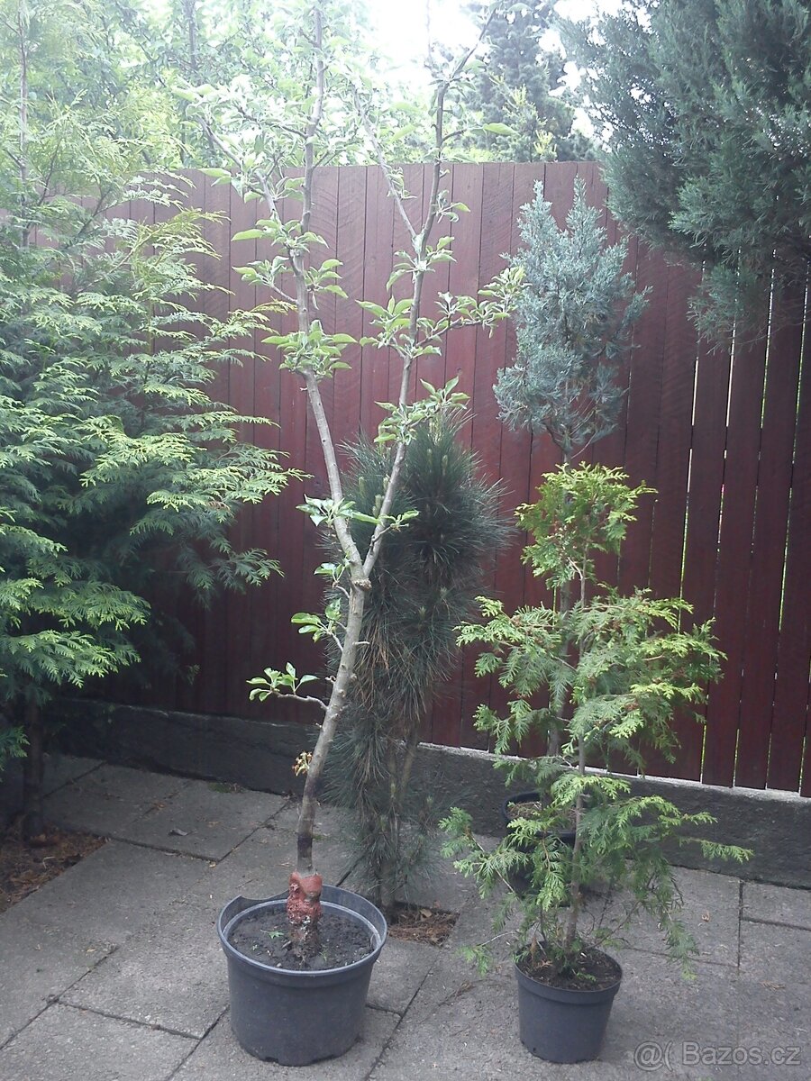 Borovice, smrčky, túje a další dřeviny - 8