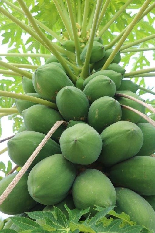 Nova privatni vila v tropech-Yucatan, 140 m2,cesky majitel - 8