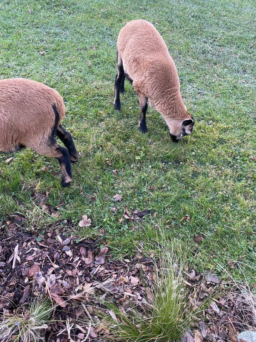 Ovce kamerunská - 8