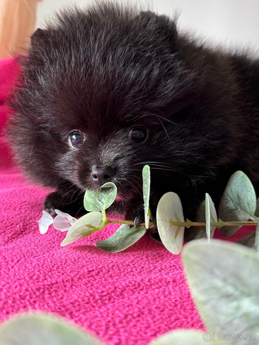 Pomeranian s p.p - 8