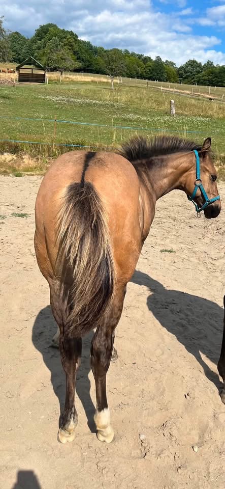 Hřebeček QH - 8