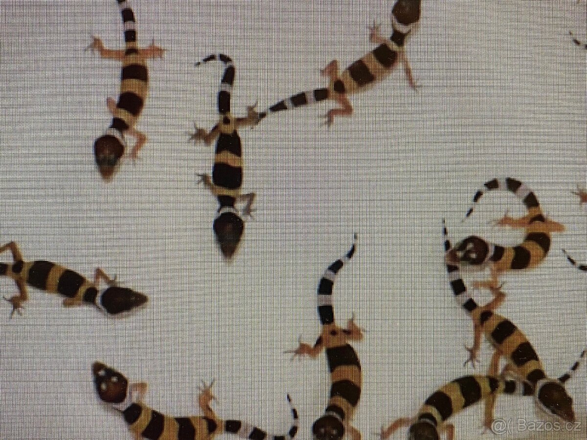 gekončík noční - 8