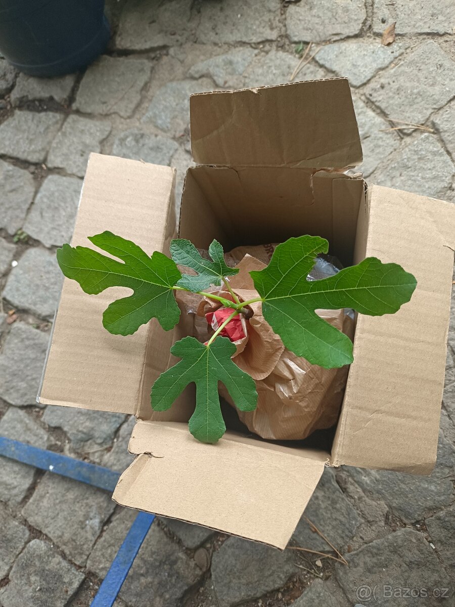 Fíkovníky Hardy Chikago, Ronde de Bordeaux 280Kč - 8