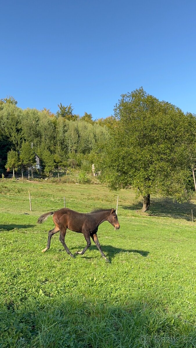Qh hřebeček- dark buckskin - 8