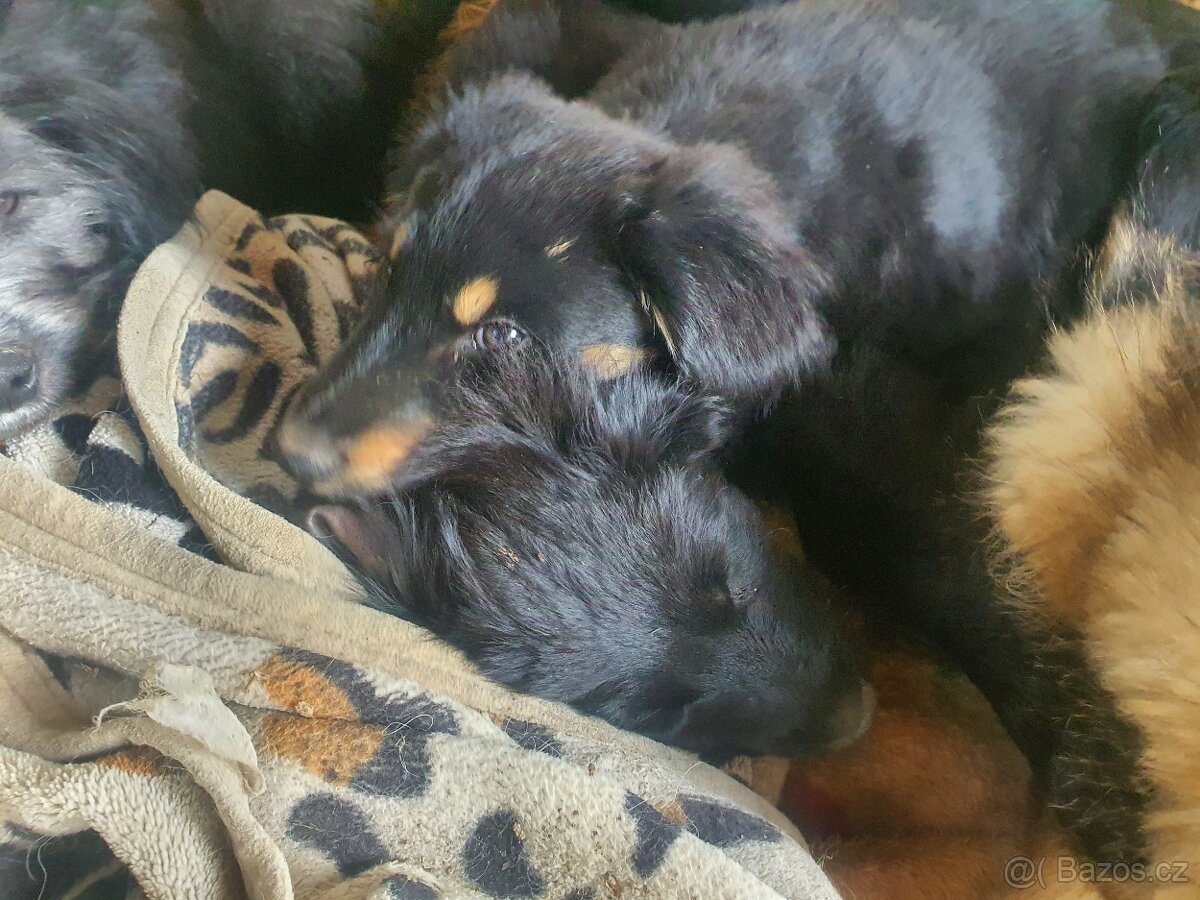 stene krizenec borderkolie× bretansky ohar/holandsky pinc - 8