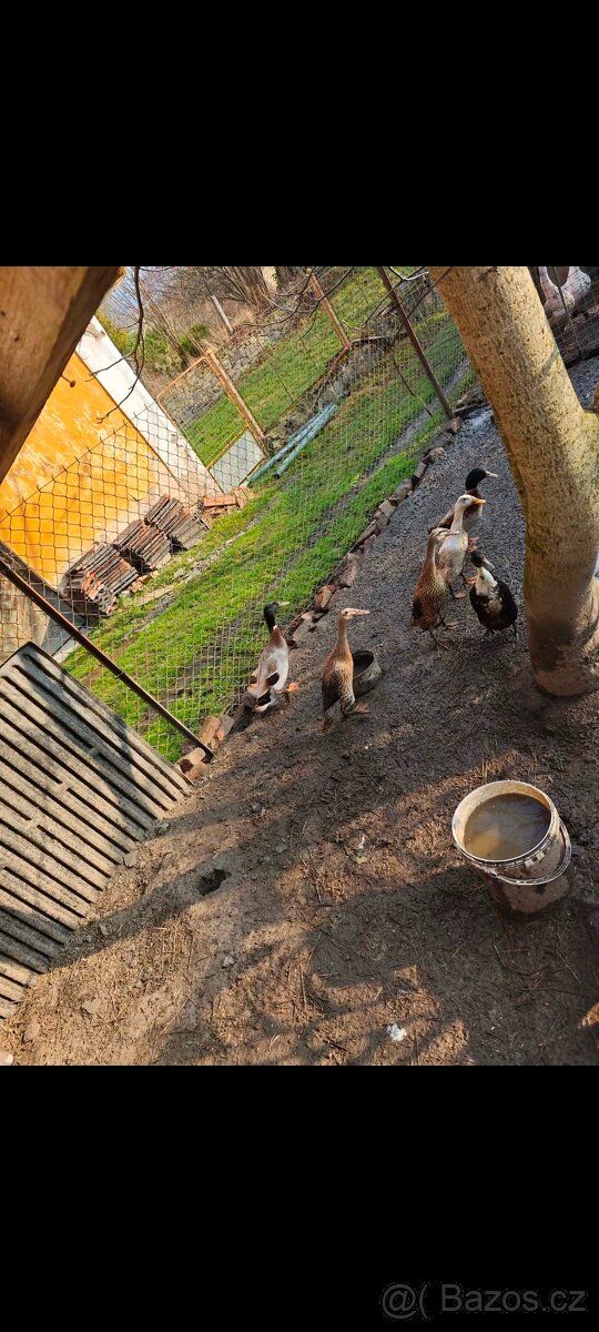 Kuřátka a běžci - 8