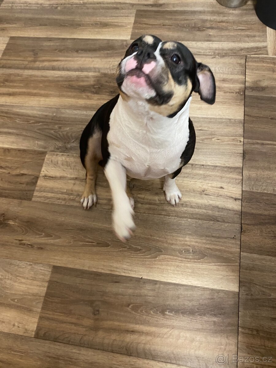 American Bully Pocket - 8