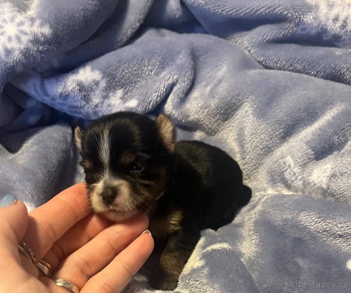 Jorkšírský teriér - 8