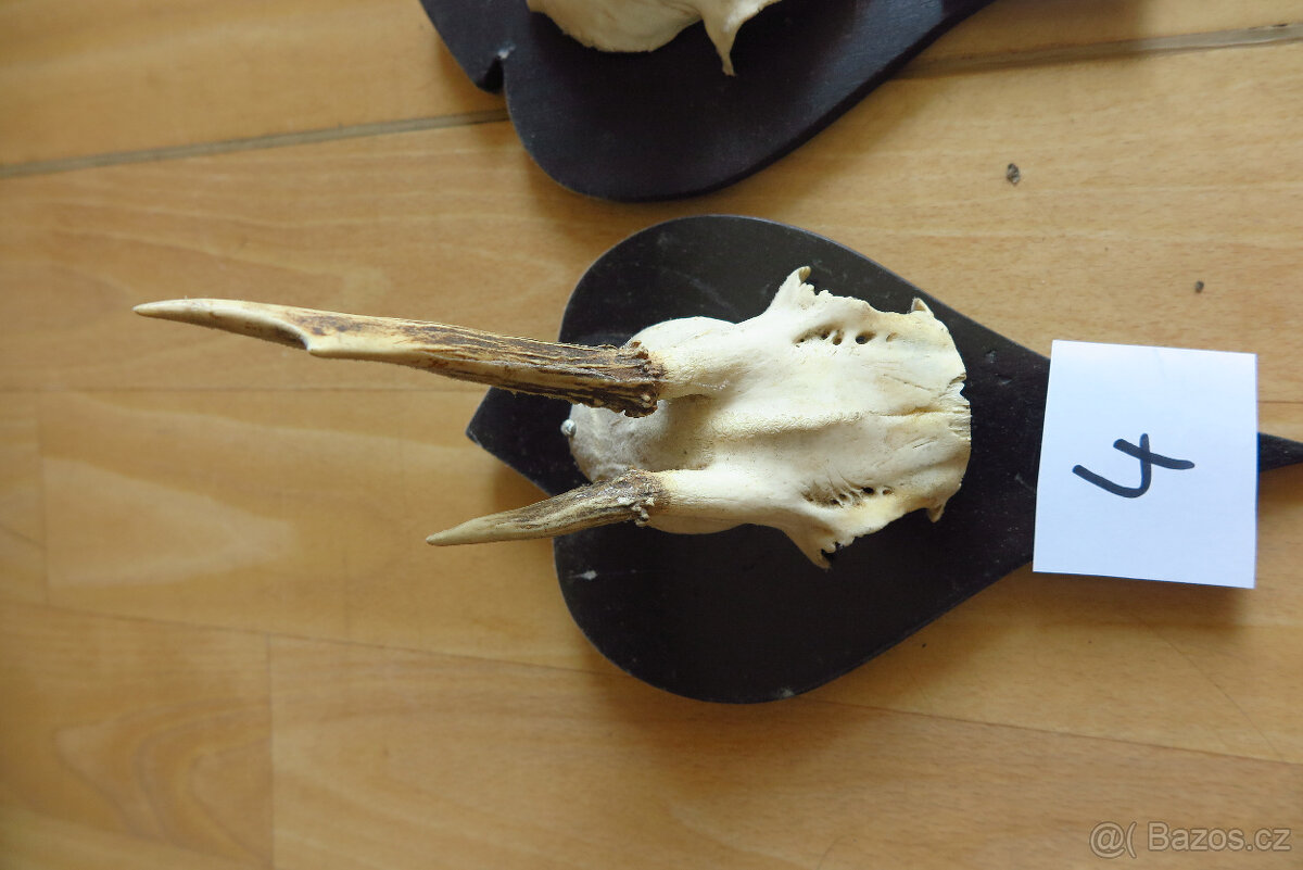 Srnčí parůžky - 8