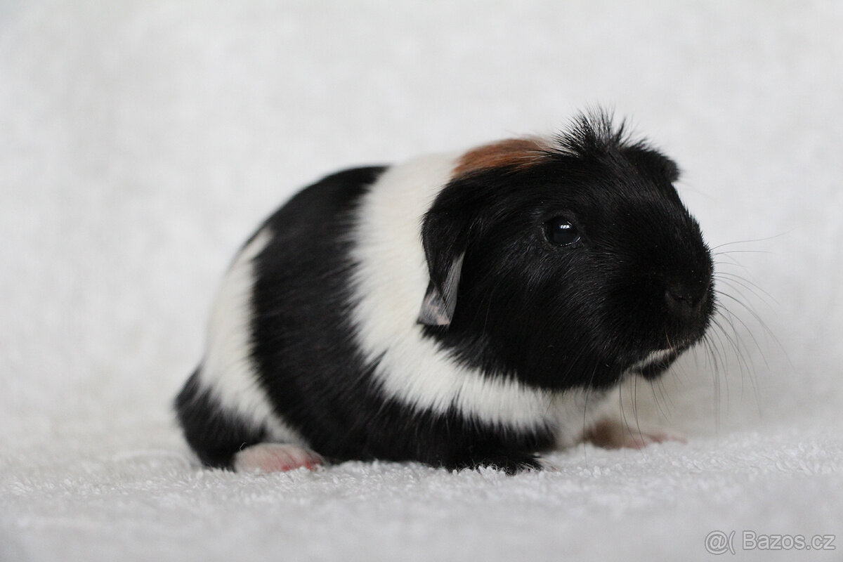 Morče, morčata, morčátko s PP - krátkosrstá - 8