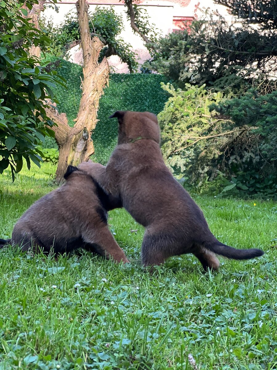 Belgický ovčák Malinois - 8