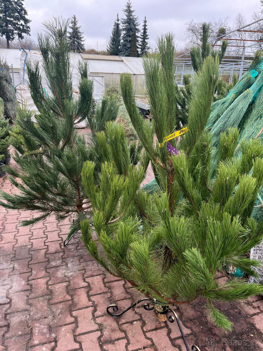 VÁNOČNÍ STROMKY - 8