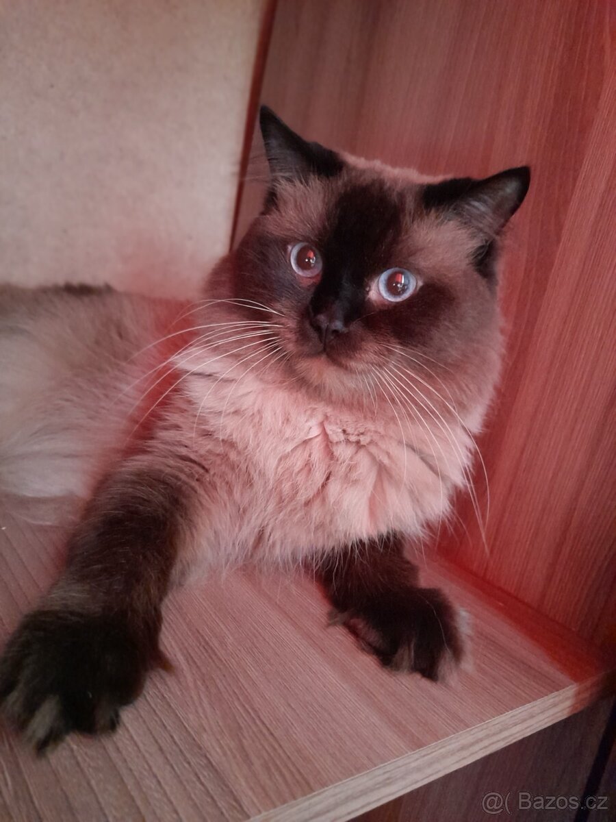 Ragdoll ke kryti - 8