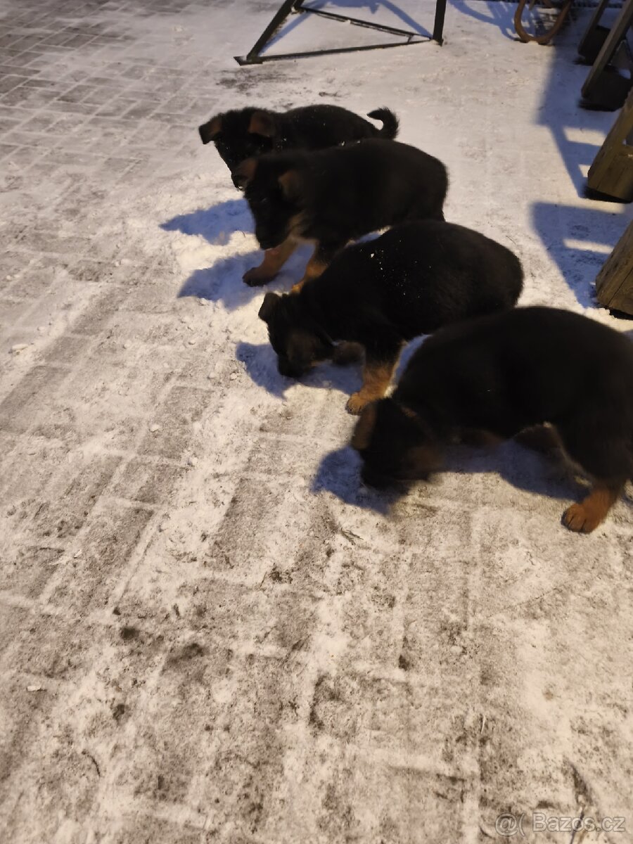 Německý ovčák s PP - 8