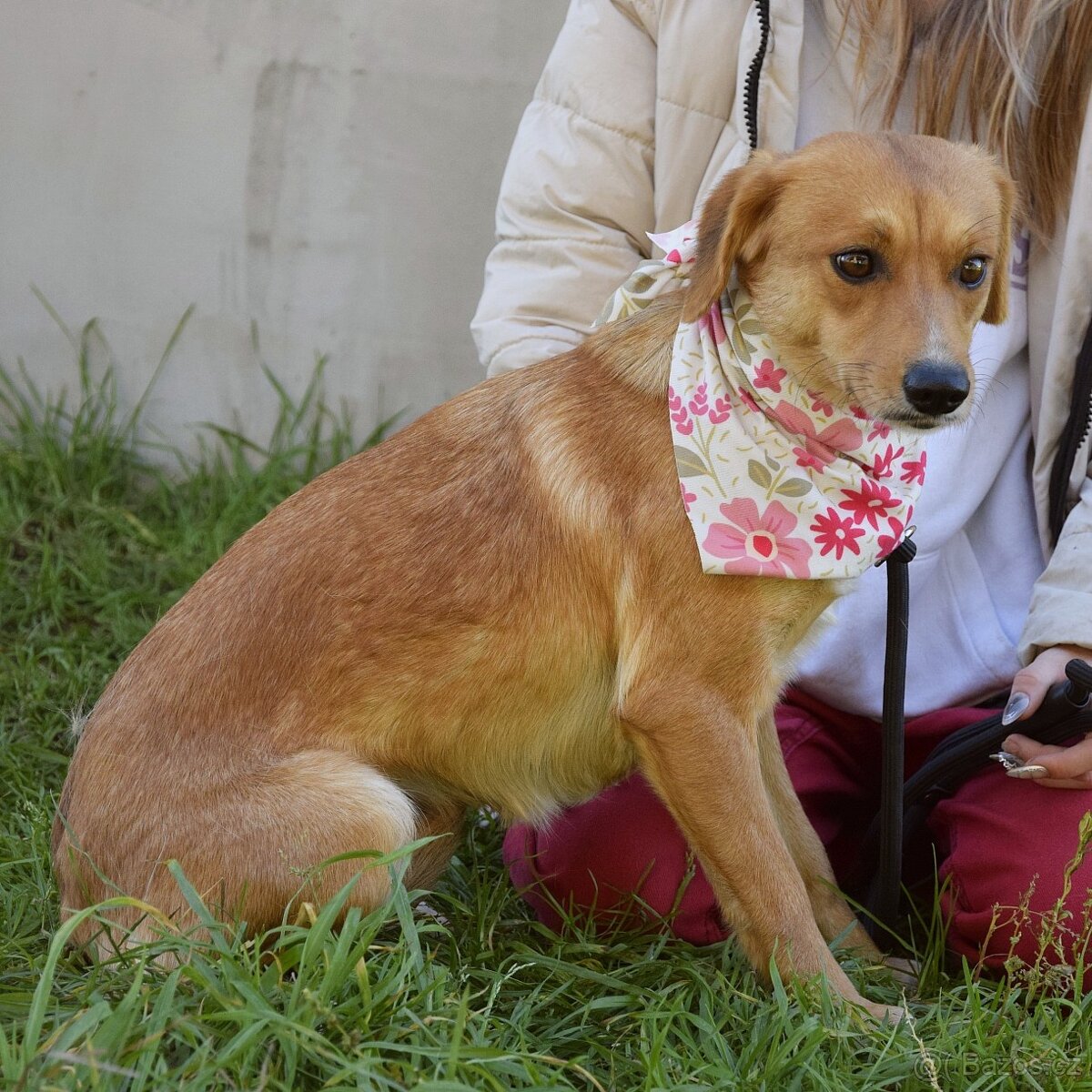 nežná Salwa hledá domov - 8