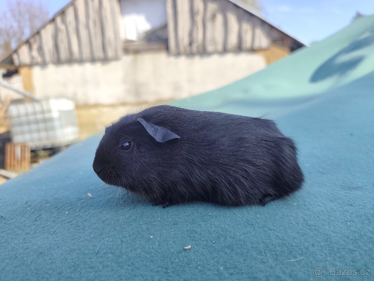 Morče s PP. Anglický crested, Hladké aguti - 8