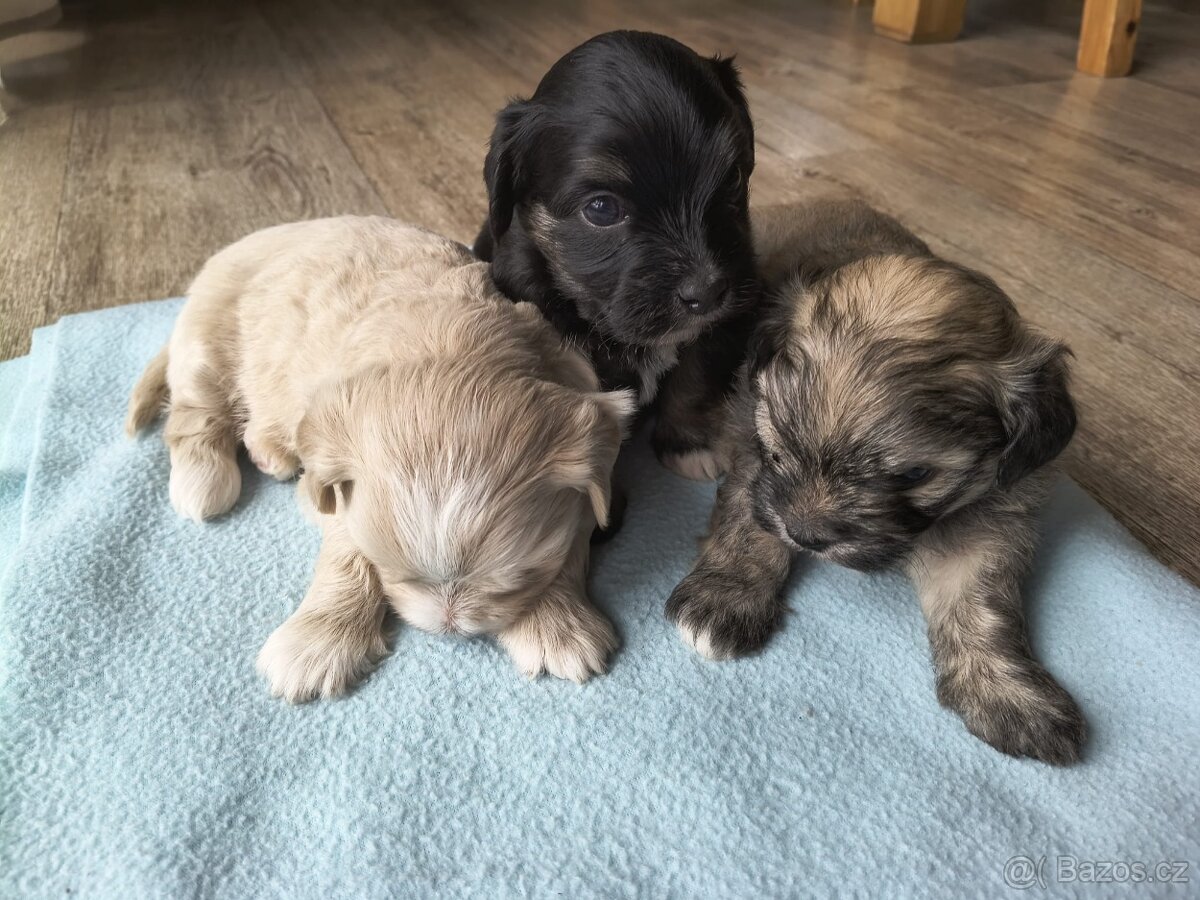 Štěňátka havanského psíka s PP - 8