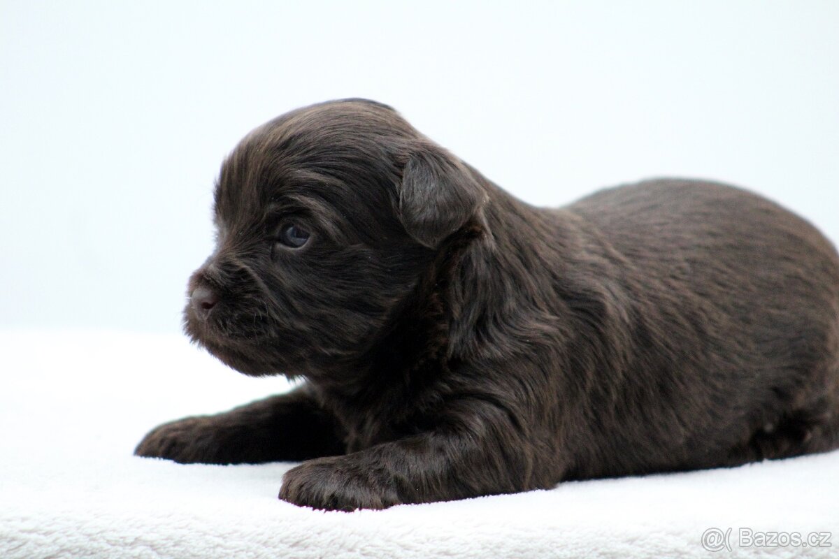 jorkšírský terrier s PP - 8