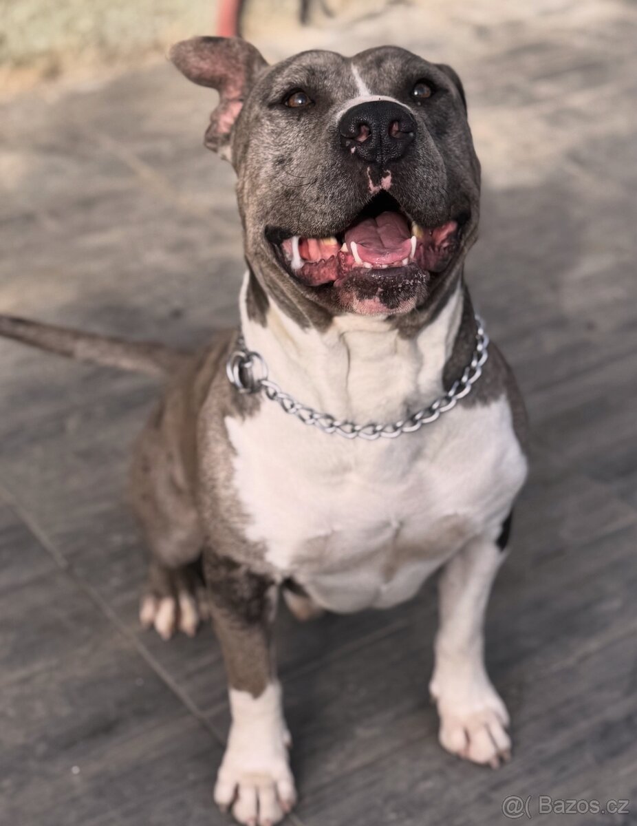 Americký stafordšírský teriér - 8