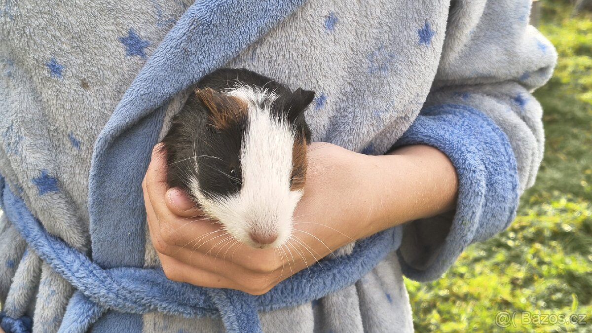 Morče, morčata, morčátka - 8