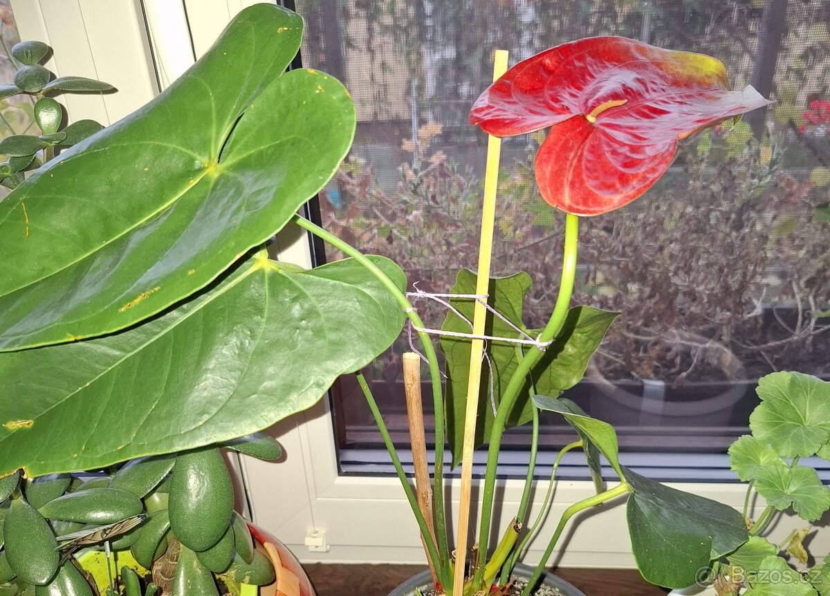 Pokojové květiny - 8