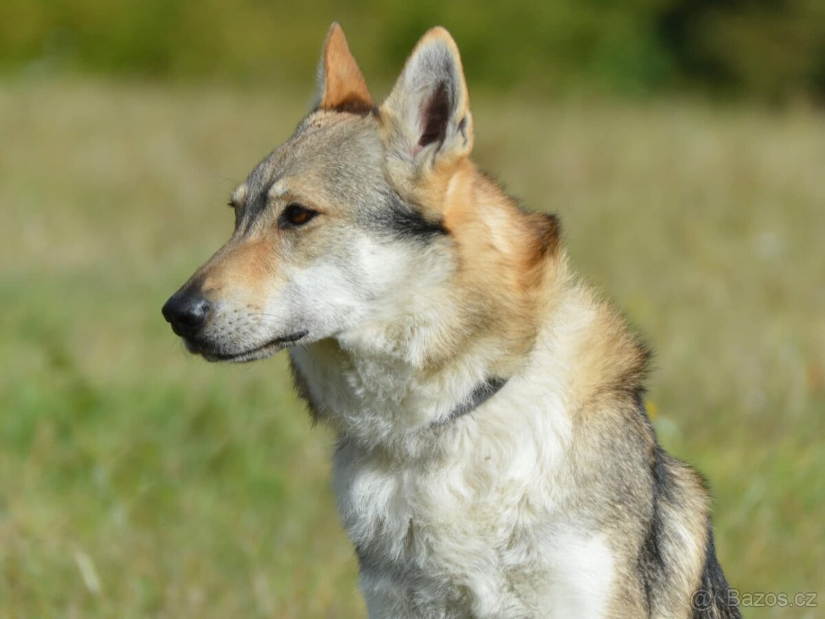 Československý vlčák - 8