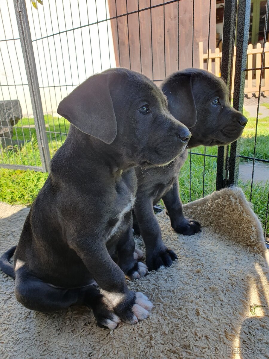 Cane corso šedý ke krytí - 8