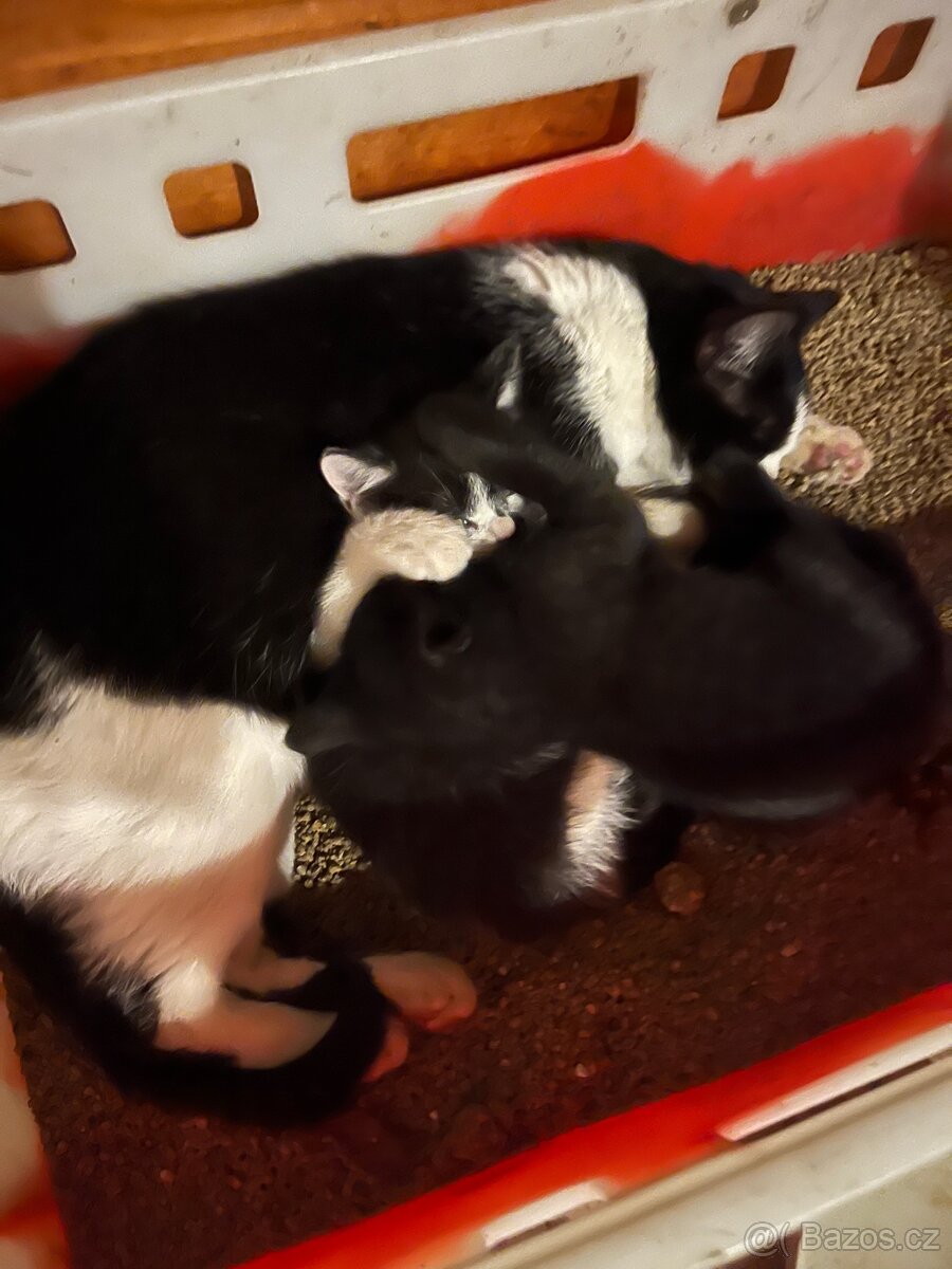 Daruji koťata - 8