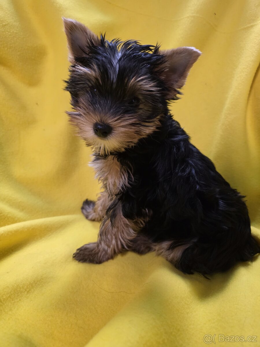 Jorkšířský teriér - 8
