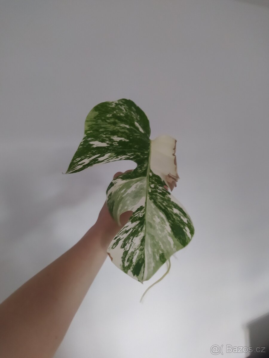 Monstera Albo Variegata - 8