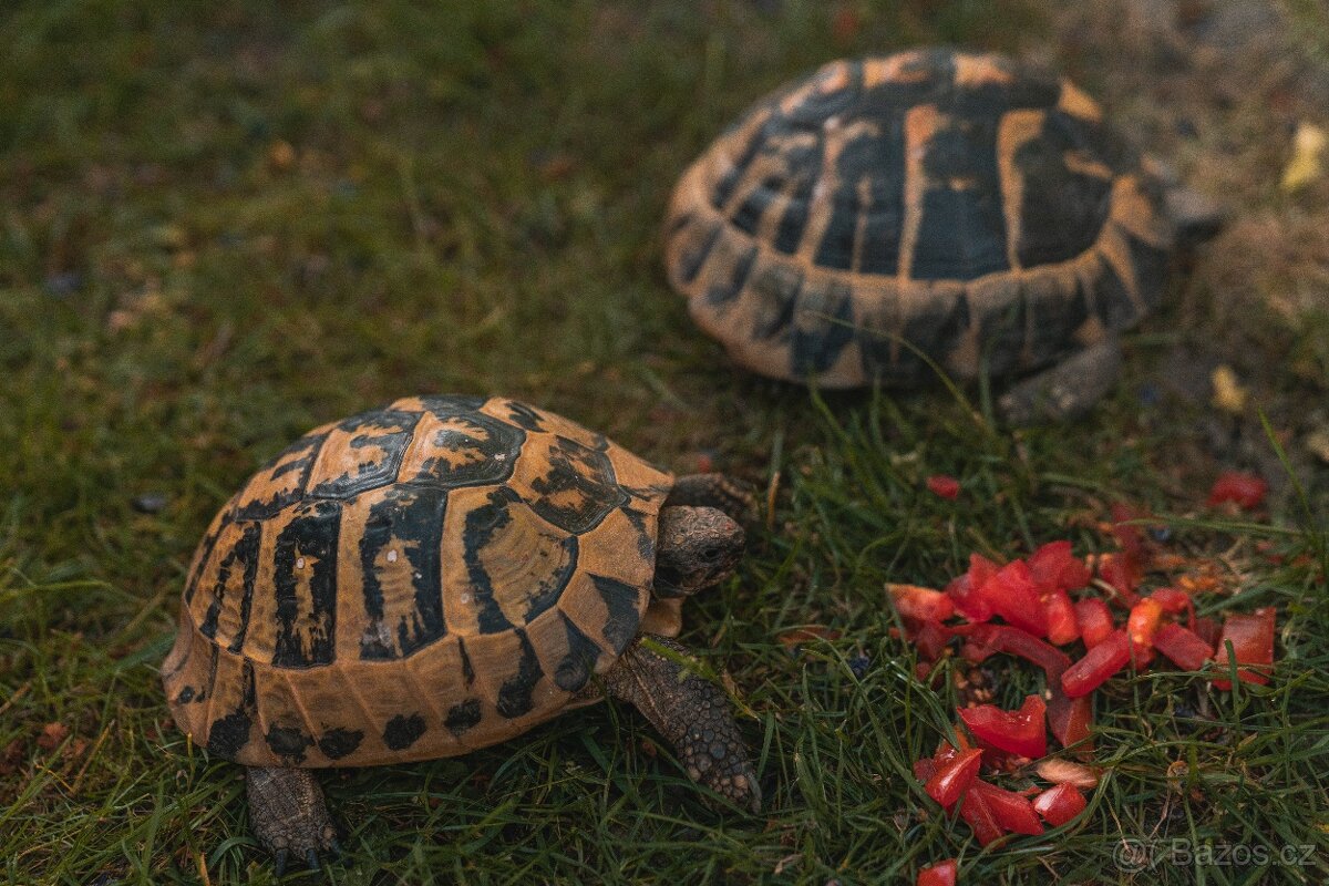 suchozemská želva zelenavá a vroubená, terárium - 8