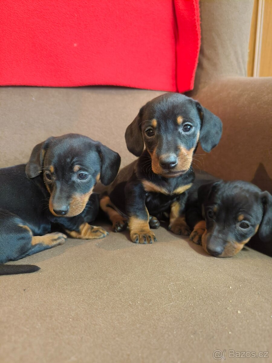 Jezevcik krátkosrtsty - 8