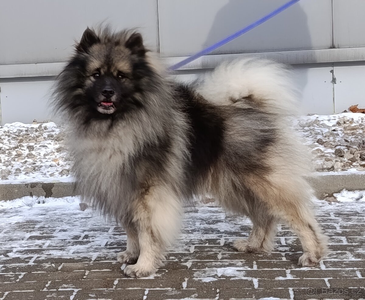 Německý špic vlčí / Keeshond s PP - 8