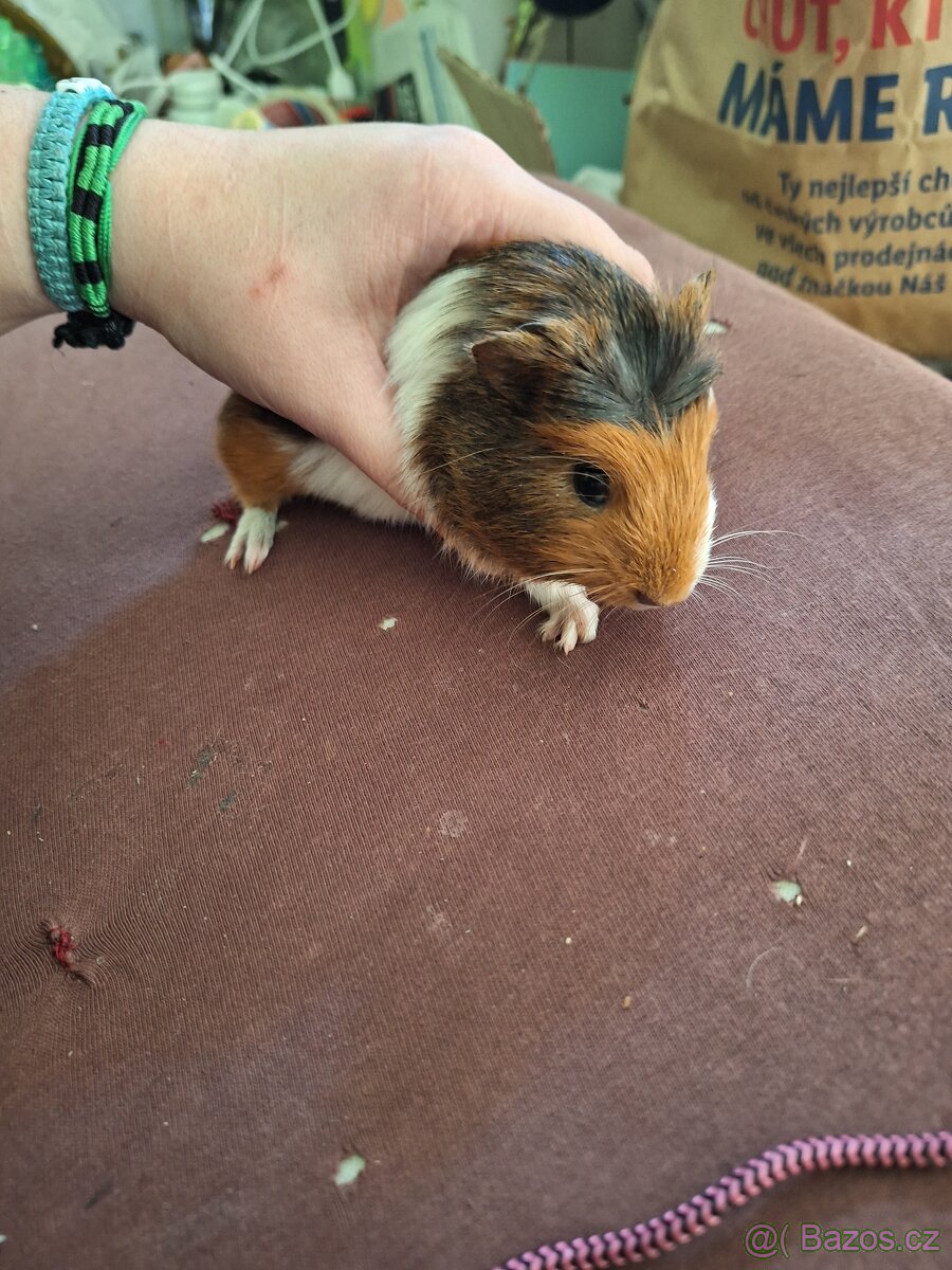 Mláďata morčat samci - 8