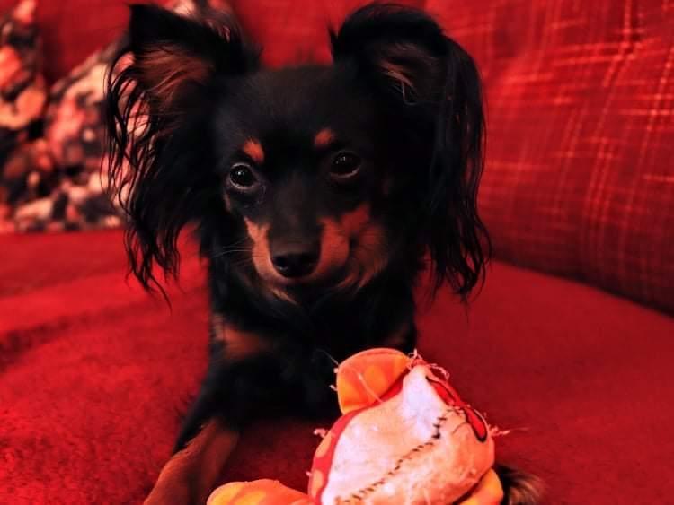 pražský krysařík-nabízím krytí - 8