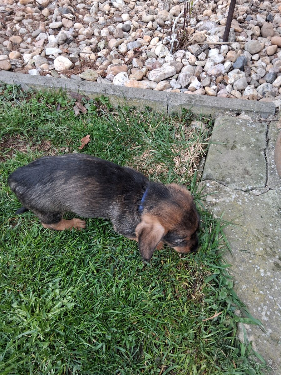 Jezevčík drsnosrsty - 8