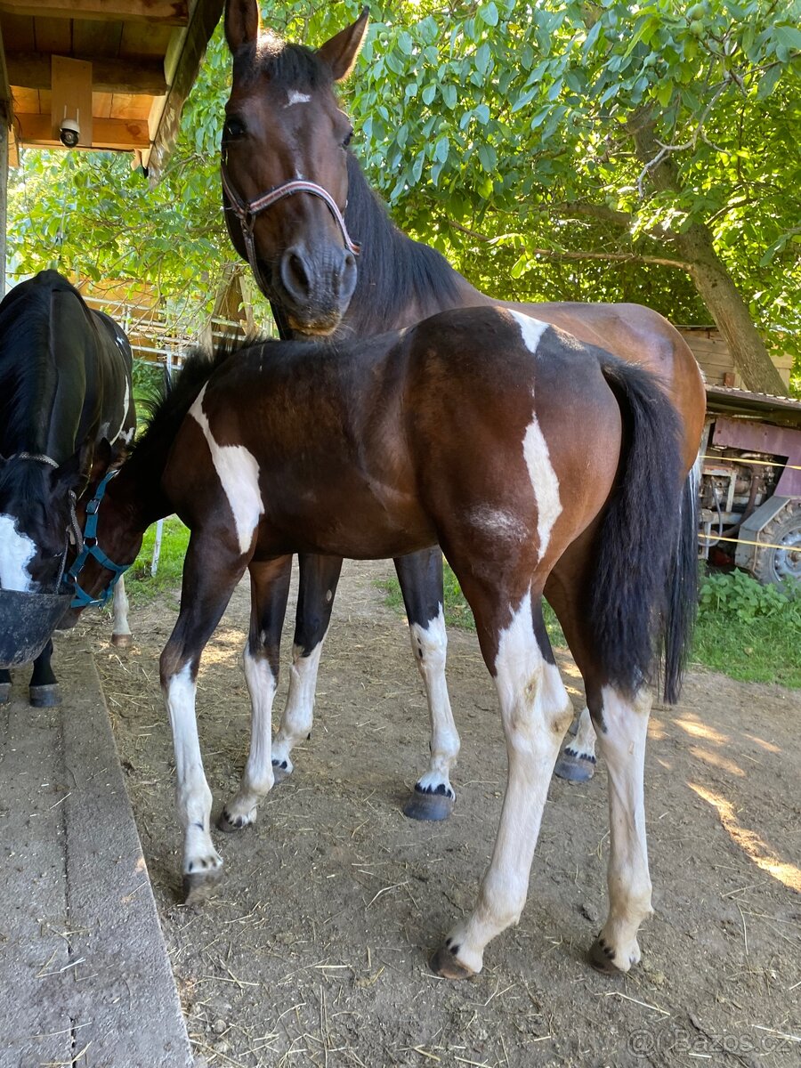 Nabízím klisnu Barock Pinto - 8