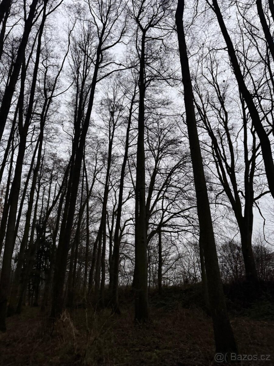 Prodej lesního pozemku v k.ú. Měcholupy u Předslavi - 8