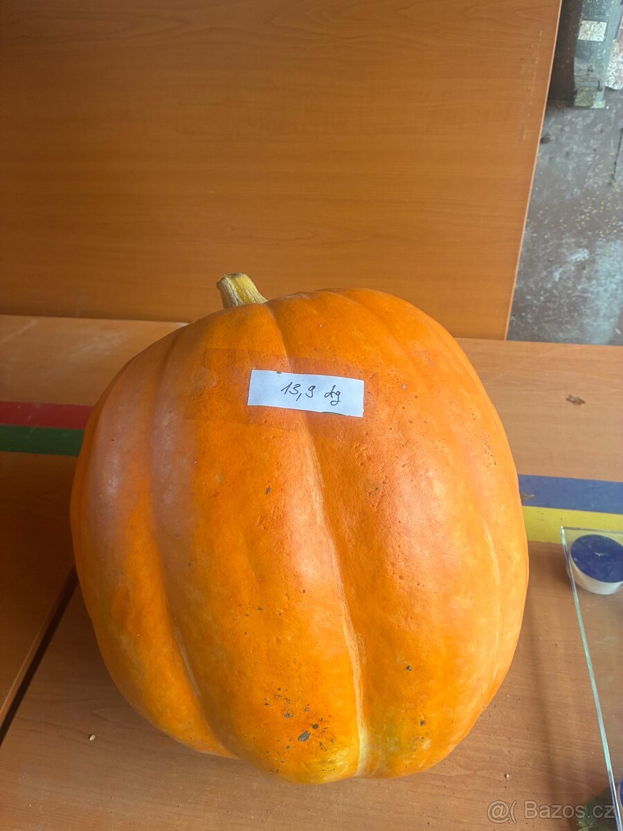 Dýňe - 8