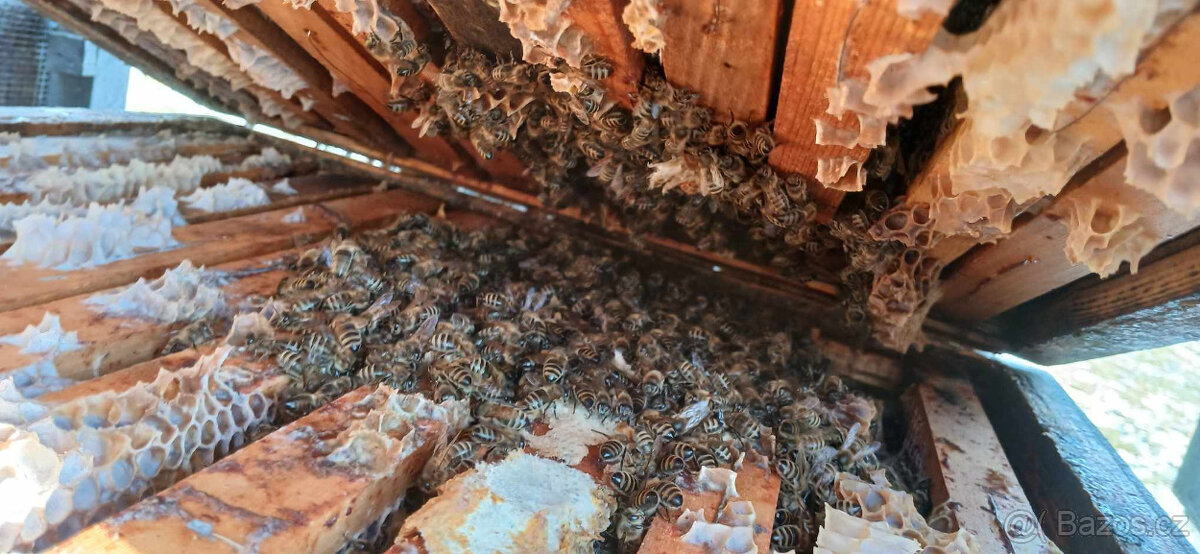 Včelí oddělky, vyzimovaná včelstva RM 39x24 -jižní Čechy (Pí - 8