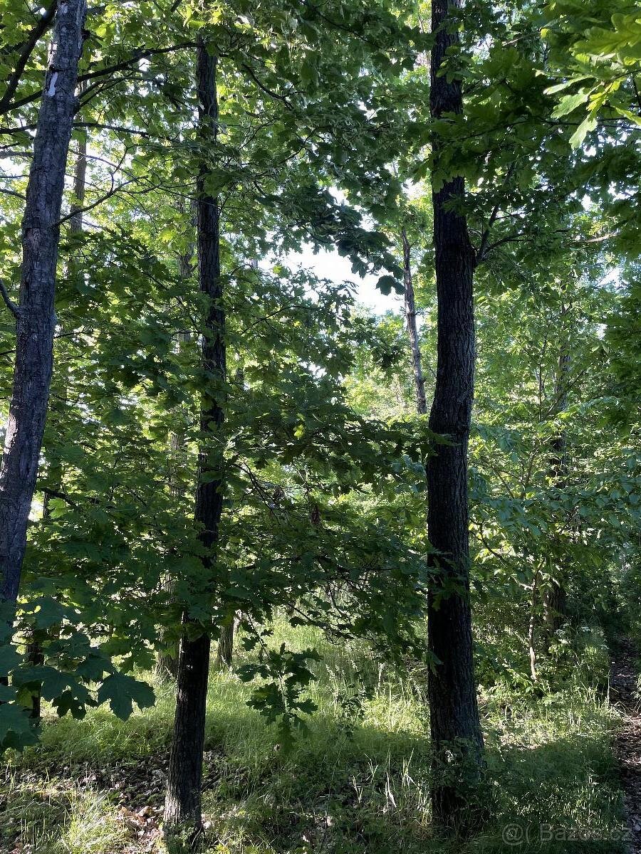 Prodám lesní pozemek v k.ú. Oplot - 8