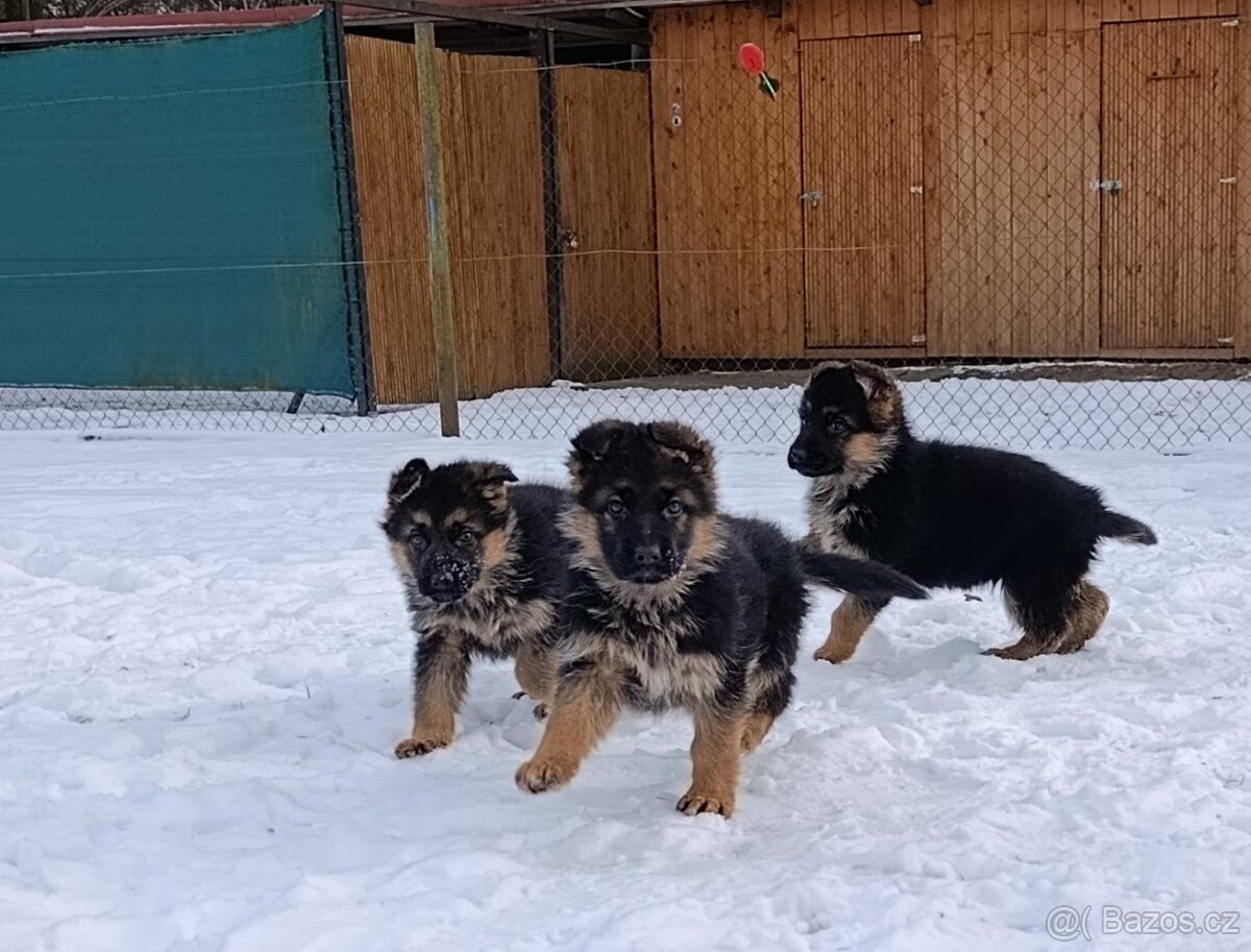 Německý ovčák štěně s PP - 8