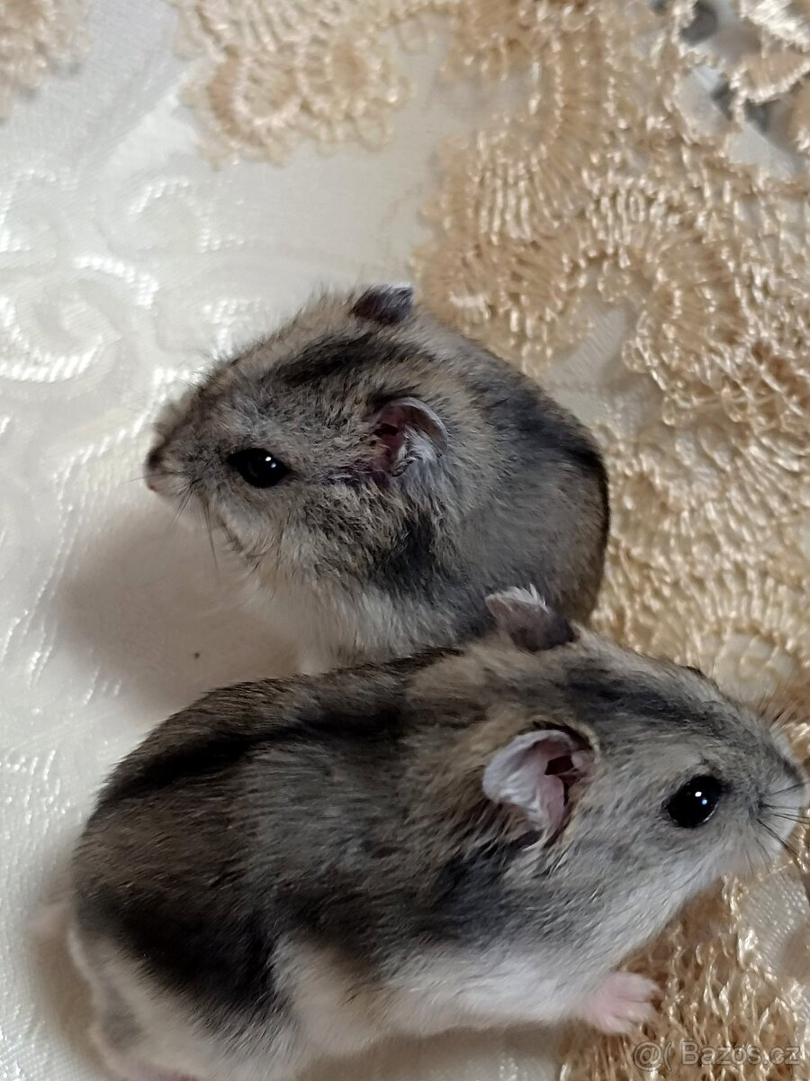 Křeček džungarský mláďátka - 8