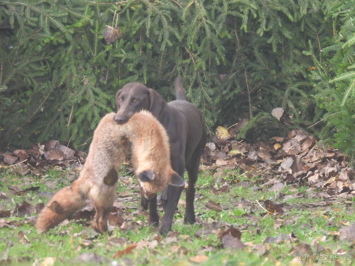 Německý krátkosrstý ohař - 8