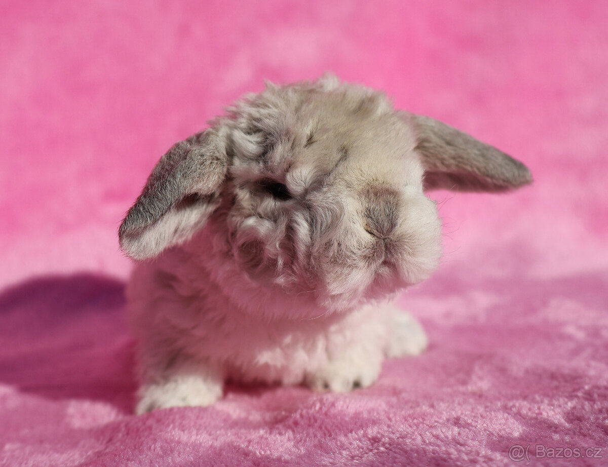 Zakrslý rex beránek , maličký siam sameček - 8